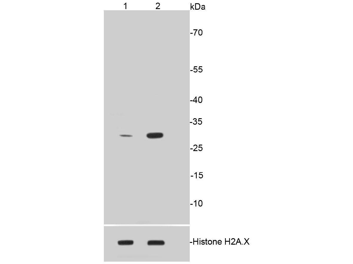 Western blot analysis of Phospho-Histone H1.3(T17)+Histone H1.4(T17) on different lysates. Proteins were transferred to a PVDF membrane and blocked with 5% BSA in PBS for 1 hour at room temperature. The primary antibody (ET1602-11, 1/500) was used in 5% BSA at room temperature for 2 hours. Goat Anti-Rabbit IgG - HRP Secondary Antibody (HA1001) at 1:40,000 dilution was used for 1 hour at room temperature.<br />
Positive control: <br />
Lane 1: Untreated CRC whole cell lysates<br />
Lane 2: CRC cells treated with 1.5ug/ml Colcemid for 12 hours whole cell lysates