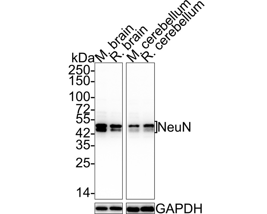 Western blot analysis of NeuN on different lysates. Proteins were transferred to a PVDF membrane and blocked with 5% BSA in PBS for 1 hour at room temperature. The primary antibody (ET1602-12, 1/500) was used in 5% BSA at room temperature for 2 hours. Goat Anti-Rabbit IgG - HRP Secondary Antibody (HA1001) at 1:5,000 dilution was used for 1 hour at room temperature.<br />
Positive control: <br />
Lane 1: human brain tissue lysate<br />
Lane 2: rat brain tissue lysate<br />
Lane 3: mouse brain tissue lysate