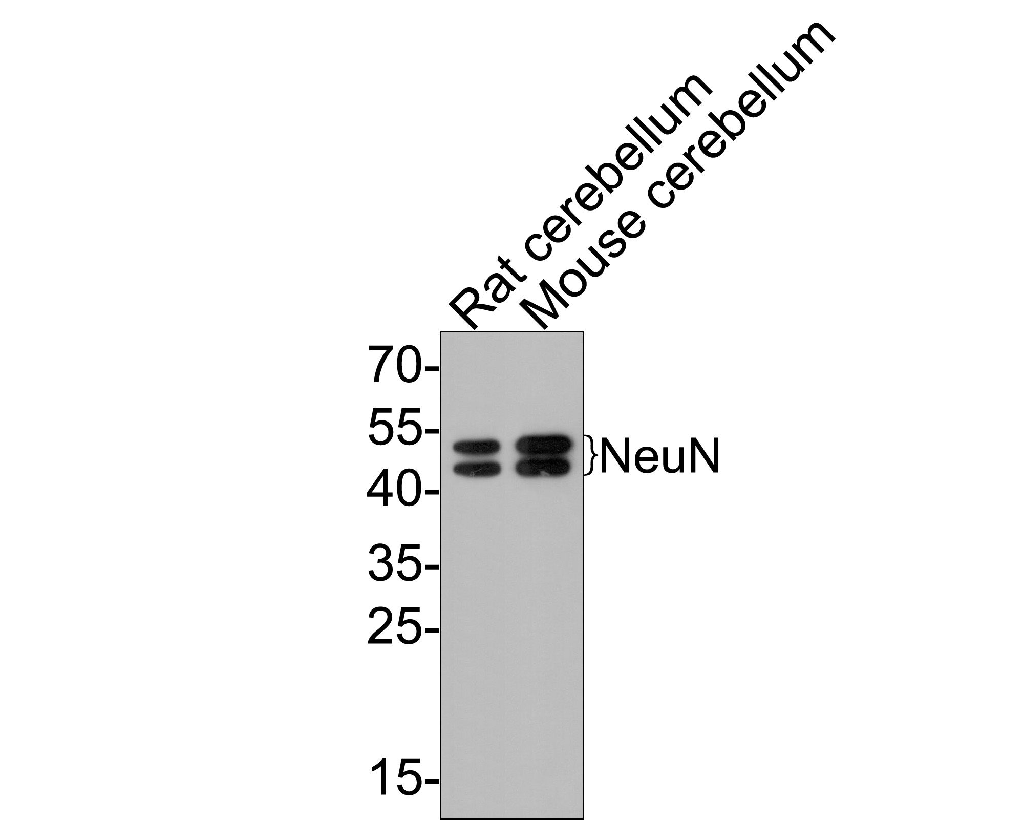 Western blot analysis of NeuN on different lysates with Rabbit anti-NeuN antibody (ET1602-12) at 1/500 dilution.<br />
<br />
Lane 1: Rat cerebellum tissue lysate<br />
Lane 2: Mouse cerebellum tissue lysate<br />
<br />
Lysates/proteins at 20 µg/Lane.<br />
<br />
Predicted band size: 34 kDa<br />
Observed band size: 45/50 kDa<br />
<br />
Exposure time: 2 minutes;<br />
<br />
12% SDS-PAGE gel.<br />
<br />
Proteins were transferred to a PVDF membrane and blocked with 5% NFDM/TBST for 1 hour at room temperature. The primary antibody (ET1602-12) at 1/500 dilution was used in 5% NFDM/TBST at room temperature for 2 hours. Goat Anti-Rabbit IgG - HRP Secondary Antibody (HA1001) at 1:300,000 dilution was used for 1 hour at room temperature.