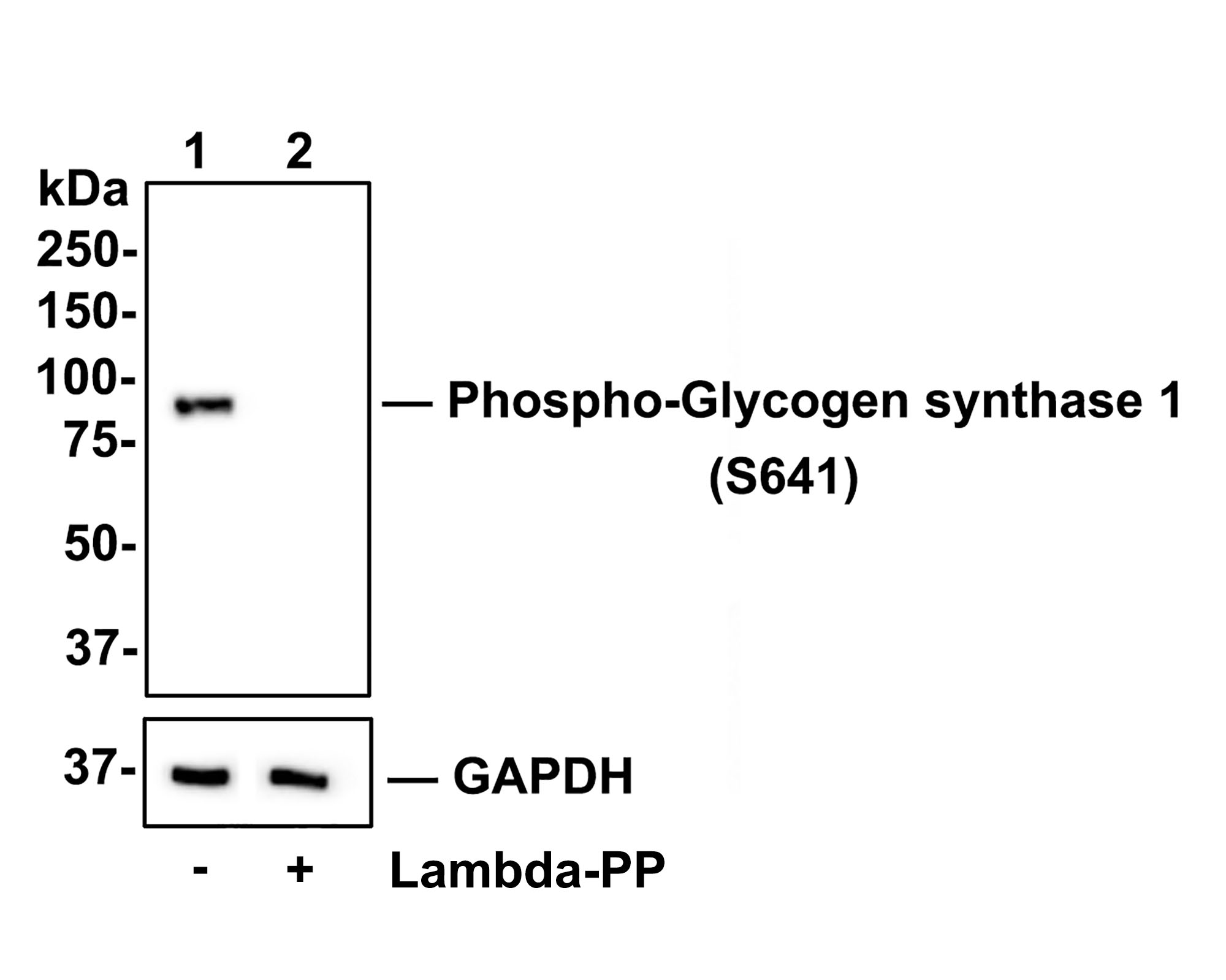 Western blot analysis of Phospho-Glycogen synthase 1(S641) on HepG2 cell lysates.<br />
<br />
Lane 1: HepG2 cells, whole cell lysate, 10ug/lane<br />
Lane 2: HepG2 cells treated with 2.8ug/ul lambda-PP for 30 minutes, whole cell lysates, 10ug/lane<br />
<br />
All lanes :<br />
Anti-Phospho-Glycogen synthase 1(S641) antibody (ET1602-13) at 1/500 dilution.  Anti-GAPDH antibody (ET1601-4) at 1/10,000 dilution. Goat Anti-Rabbit IgG H&L (HRP) (HA1001) at 1/200,000 dilution.<br />
<br />
Predicted band size: 84 kDa<br />
Observed band size: 84 kDa<br />
<br />
Blocking and diluting buffer: 5% BSA.<br />
<br />
Exposure time: 1 minute 34 seconds