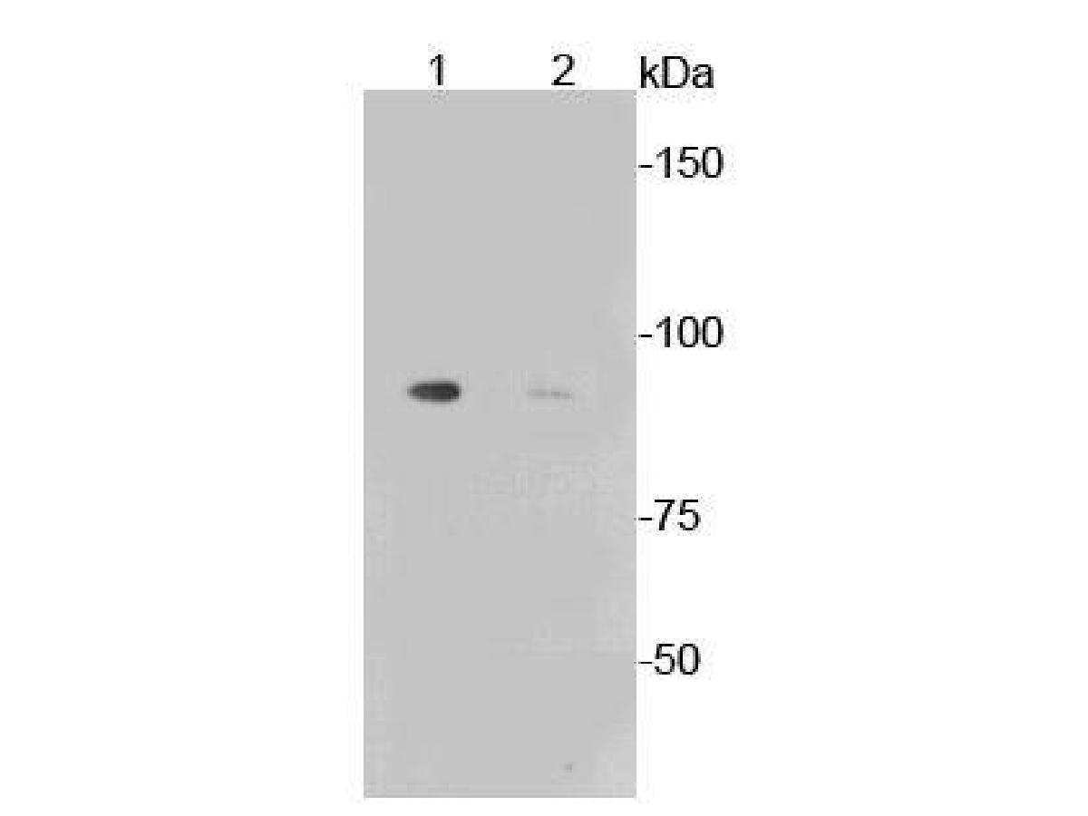 Western blot analysis of Phospho-Glycogen synthase 1(S641) on different lysates. Proteins were transferred to a PVDF membrane and blocked with 5% BSA in PBS for 1 hour at room temperature. The primary antibody (ET1602-13, 1/500) was used in 5% BSA at room temperature for 2 hours. Goat Anti-Rabbit IgG - HRP Secondary Antibody (HA1001) at 1:5,000 dilution was used for 1 hour at room temperature.<br />
Positive control: <br />
Lane 1: Mouse liver tissue lysate, untreated <br />
Lane 2: Mouse liver tissue lysate, treated with AP