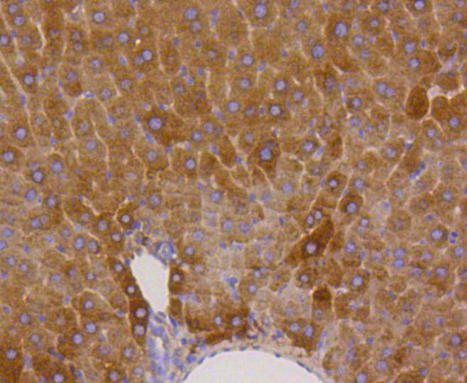 Immunohistochemical analysis of paraffin-embedded mouse liver tissue using anti-Phospho-Glycogen synthase 1(S641) antibody. The section was pre-treated using heat mediated antigen retrieval with Tris-EDTA buffer (pH 8.0-8.4) for 20 minutes.The tissues were blocked in 5% BSA for 30 minutes at room temperature, washed with ddH2O and PBS, and then probed with the primary antibody (ET1602-13, 1/50) for 30 minutes at room temperature. The detection was performed using an HRP conjugated compact polymer system. DAB was used as the chromogen. Tissues were counterstained with hematoxylin and mounted with DPX.
