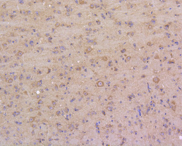 Immunohistochemical analysis of paraffin-embedded mouse brain tissue using anti-DUSP6 antibody. The section was pre-treated using heat mediated antigen retrieval with Tris-EDTA buffer (pH 8.0-8.4) for 20 minutes.The tissues were blocked in 5% BSA for 30 minutes at room temperature, washed with ddH2O and PBS, and then probed with the primary antibody (ET1602-18, 1/50) for 30 minutes at room temperature. The detection was performed using an HRP conjugated compact polymer system. DAB was used as the chromogen. Tissues were counterstained with hematoxylin and mounted with DPX.