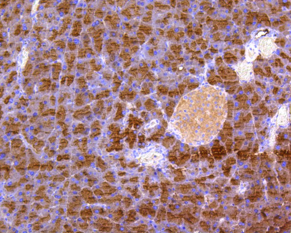 Immunohistochemical analysis of paraffin-embedded mouse pancreas tissue using anti-DUSP6 antibody. The section was pre-treated using heat mediated antigen retrieval with Tris-EDTA buffer (pH 8.0-8.4) for 20 minutes.The tissues were blocked in 5% BSA for 30 minutes at room temperature, washed with ddH2O and PBS, and then probed with the primary antibody (ET1602-18, 1/50) for 30 minutes at room temperature. The detection was performed using an HRP conjugated compact polymer system. DAB was used as the chromogen. Tissues were counterstained with hematoxylin and mounted with DPX.