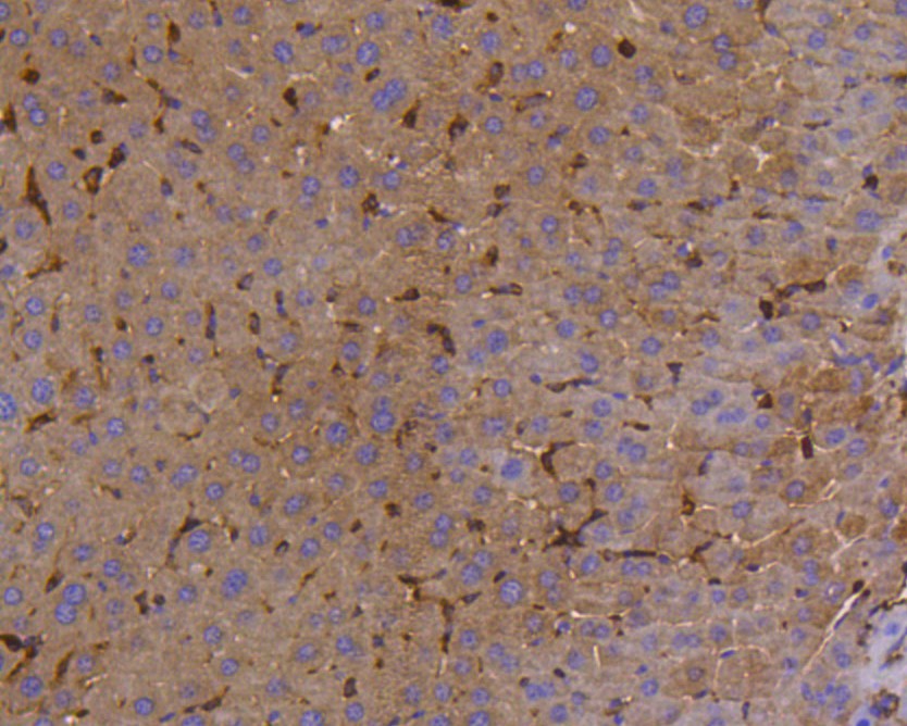 Immunohistochemical analysis of paraffin-embedded mouse liver tissue using anti-SHP1 antibody. The section was pre-treated using heat mediated antigen retrieval with Tris-EDTA buffer (pH 8.0-8.4) for 20 minutes.The tissues were blocked in 5% BSA for 30 minutes at room temperature, washed with ddH2O and PBS, and then probed with the primary antibody (ET1602-19, 1/200) for 30 minutes at room temperature. The detection was performed using an HRP conjugated compact polymer system. DAB was used as the chromogen. Tissues were counterstained with hematoxylin and mounted with DPX.