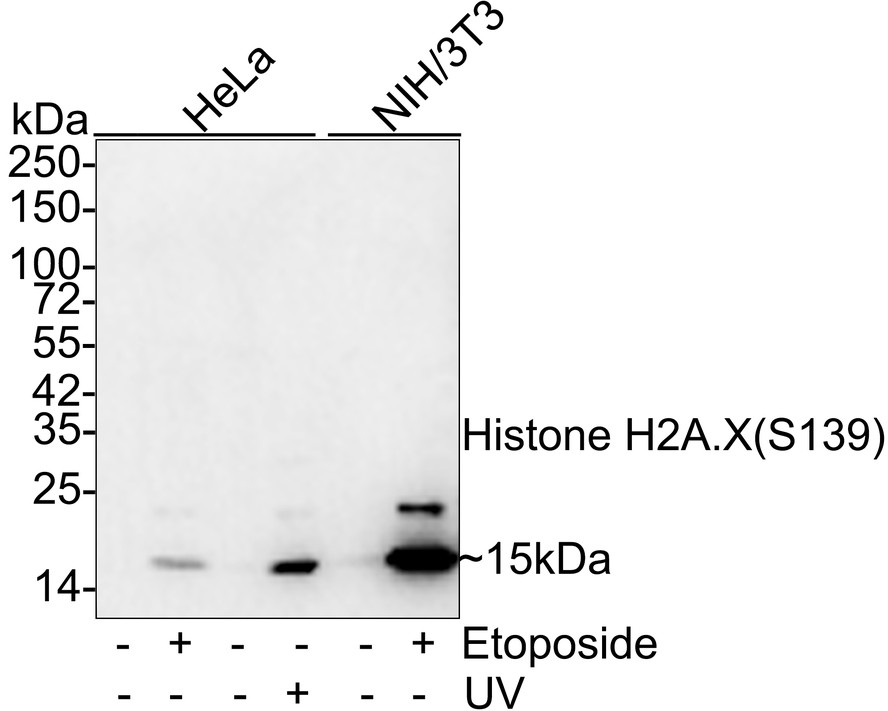 Western blot analysis of Phospho-Histone H2A.X(S139) on different lysates. Proteins were transferred to a PVDF membrane and blocked with 5% BSA in PBS for 1 hour at room temperature. The primary antibody (ET1602-2, 1/500) was used in 5% BSA at room temperature for 2 hours. Goat Anti-Rabbit IgG - HRP Secondary Antibody (HA1001) at 1:5,000 dilution was used for 1 hour at room temperature.<br />
Positive control: <br />
Lane 1: HepG2 cell lysate–treated with etoposide <br />
Lane 2: HepG2 cell lysate–untreated