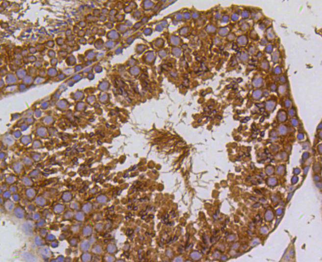 Immunohistochemical analysis of paraffin-embedded mouse testis tissue using anti-PI 3 Kinase p55 gamma antibody. The section was pre-treated using heat mediated antigen retrieval with Tris-EDTA buffer (pH 8.0-8.4) for 20 minutes.The tissues were blocked in 5% BSA for 30 minutes at room temperature, washed with ddH2O and PBS, and then probed with the primary antibody (ET1602-27, 1/200) for 30 minutes at room temperature. The detection was performed using an HRP conjugated compact polymer system. DAB was used as the chromogen. Tissues were counterstained with hematoxylin and mounted with DPX.
