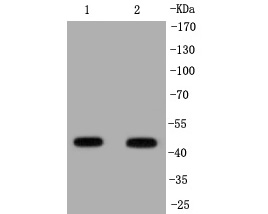 Western blot analysis of IRF1 on different lysates. Proteins were transferred to a PVDF membrane and blocked with 5% BSA in PBS for 1 hour at room temperature. The primary antibody (ET1602-28, 1/500) was used in 5% BSA at room temperature for 2 hours. Goat Anti-Rabbit IgG - HRP Secondary Antibody (HA1001) at 1:5,000 dilution was used for 1 hour at room temperature.<br />
Positive control: <br />
Lane 1: PC-12 cell lysate<br />
Lane 2: Jurkat cell lysate