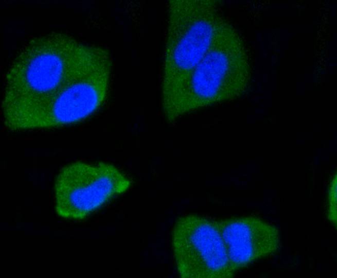 ICC staining of IRF1 in Hela cells (green). Formalin fixed cells were permeabilized with 0.1% Triton X-100 in TBS for 10 minutes at room temperature and blocked with 1% Blocker BSA for 15 minutes at room temperature. Cells were probed with the primary antibody (ET1602-28, 1/50) for 1 hour at room temperature, washed with PBS. Alexa Fluor®488 Goat anti-Rabbit IgG was used as the secondary antibody at 1/1,000 dilution. The nuclear counter stain is DAPI (blue).