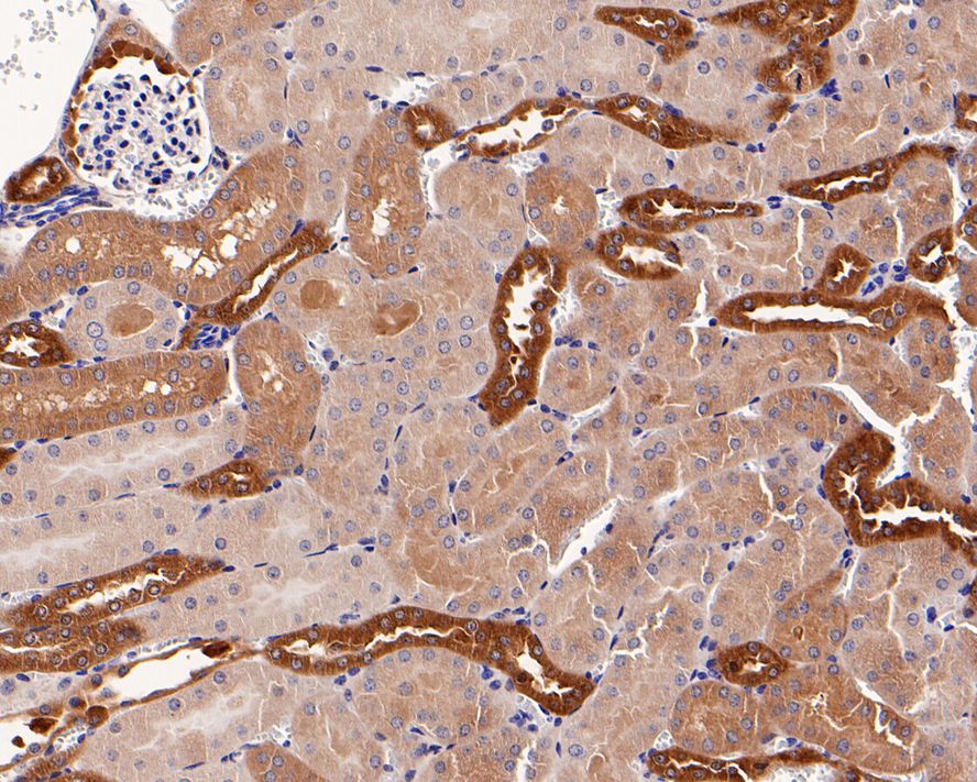 Immunohistochemical analysis of paraffin-embedded mouse kidney tissue with Rabbit anti-MEK1/2 antibody (ET1602-3) at 1/200 dilution.<br />
<br />
The section was pre-treated using heat mediated antigen retrieval with Tris-EDTA buffer (pH 9.0) for 20 minutes. The tissues were blocked in 1% BSA for 20 minutes at room temperature, washed with ddH2O and PBS, and then probed with the primary antibody (ET1602-3) at 1/200 dilution for 1 hour at room temperature. The detection was performed using an HRP conjugated compact polymer system. DAB was used as the chromogen. Tissues were counterstained with hematoxylin and mounted with DPX.