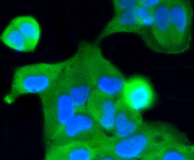 ICC staining of Caspase-2 in Hela cells (green). Formalin fixed cells were permeabilized with 0.1% Triton X-100 in TBS for 10 minutes at room temperature and blocked with 1% Blocker BSA for 15 minutes at room temperature. Cells were probed with the primary antibody (ET1602-30, 1/50) for 1 hour at room temperature, washed with PBS. Alexa Fluor®488 Goat anti-Rabbit IgG was used as the secondary antibody at 1/1,000 dilution. The nuclear counter stain is DAPI (blue).