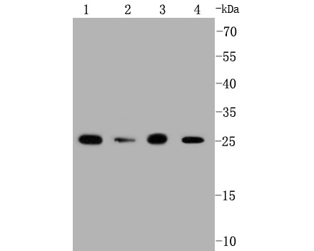 Western blot analysis of Prohibitin on different lysates. Proteins were transferred to a PVDF membrane and blocked with 5% BSA in PBS for 1 hour at room temperature. The primary antibody (ET1602-31, 1/500) was used in 5% BSA at room temperature for 2 hours. Goat Anti-Rabbit IgG - HRP Secondary Antibody (HA1001) at 1:5,000 dilution was used for 1 hour at room temperature.<br />
Positive control: <br />
Lane 1: Jurkat cell lysate<br />
Lane 2: mouse kidney tissue lysate<br />
Lane 3: 293 cell lysate<br />
Lane 4: HepG2 cell lysate