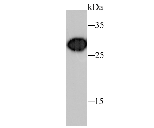 Western blot analysis of Prohibitin on hybrid  fish (crucian-carp) liver tissue lysates. Proteins were transferred to a PVDF membrane and blocked with 5% BSA in PBS for 1 hour at room temperature. The primary antibody (ET1602-31, 1/500) was used in 5% BSA at room temperature for 2 hours. Goat Anti-Rabbit IgG - HRP Secondary Antibody (HA1001) at 1:5,000 dilution was used for 1 hour at room temperature.