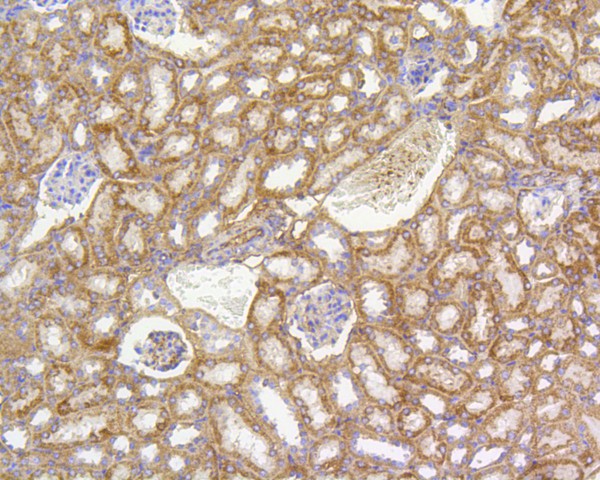 Immunohistochemical analysis of paraffin-embedded mouse kidney tissue using anti-Prohibitin antibody. The section was pre-treated using heat mediated antigen retrieval with Tris-EDTA buffer (pH 8.0-8.4) for 20 minutes.The tissues were blocked in 5% BSA for 30 minutes at room temperature, washed with ddH2O and PBS, and then probed with the primary antibody (ET1602-31, 1/200) for 30 minutes at room temperature. The detection was performed using an HRP conjugated compact polymer system. DAB was used as the chromogen. Tissues were counterstained with hematoxylin and mounted with DPX.