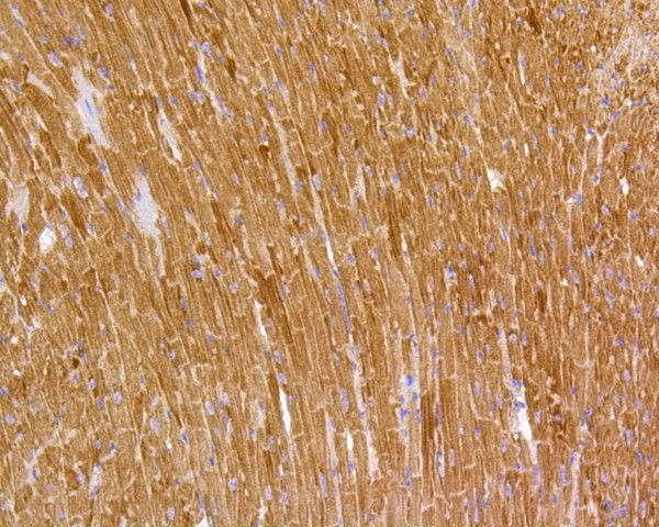 Immunohistochemical analysis of paraffin-embedded mouse heart tissue using anti-Prohibitin antibody. The section was pre-treated using heat mediated antigen retrieval with Tris-EDTA buffer (pH 8.0-8.4) for 20 minutes.The tissues were blocked in 5% BSA for 30 minutes at room temperature, washed with ddH2O and PBS, and then probed with the primary antibody (ET1602-31, 1/200) for 30 minutes at room temperature. The detection was performed using an HRP conjugated compact polymer system. DAB was used as the chromogen. Tissues were counterstained with hematoxylin and mounted with DPX.