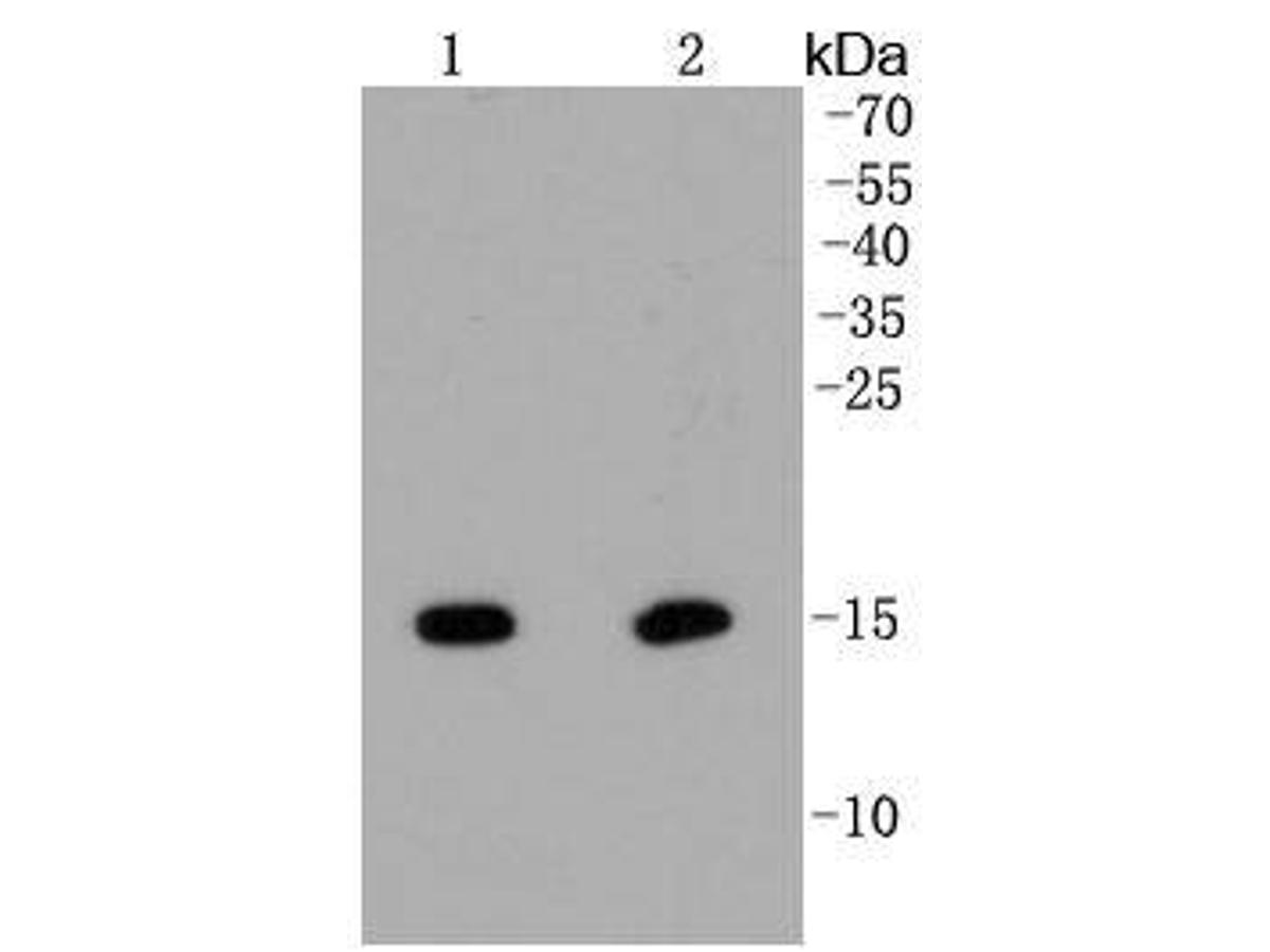 Western blot analysis of Histone H2A(hydroxyl Y39) on different lysates. Proteins were transferred to a PVDF membrane and blocked with 5% BSA in PBS for 1 hour at room temperature. The primary antibody (ET1602-35, 1/500) was used in 5% BSA at room temperature for 2 hours. Goat Anti-Rabbit IgG - HRP Secondary Antibody (HA1001) at 1:200,000 dilution was used for 1 hour at room temperature.<br />
Positive control: <br />
Lane 1: Hela cell lysate<br />
Lane 2: NIH/3T3 cell lysate
