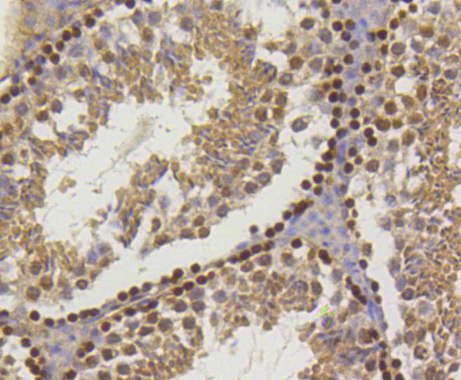 Immunohistochemical analysis of paraffin-embedded mouse testis tissue using anti-Histone H2A(hydroxyl Y39) antibody. The section was pre-treated using heat mediated antigen retrieval with Tris-EDTA buffer (pH 9.0) for 20 minutes.The tissues were blocked in 1% BSA for 30 minutes at room temperature, washed with ddH2O and PBS, and then probed with the primary antibody (ET1602-35, 1/50) for 30 minutes at room temperature. The detection was performed using an HRP conjugated compact polymer system. DAB was used as the chromogen. Tissues were counterstained with hematoxylin and mounted with DPX.
