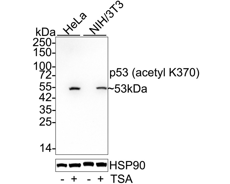 1/1.000 seyreltmede anti-p53(asetil K370) antikoru kullanılarak HepG2 hücre lizatları üzerinde p53(asetil K370)'in Western blot analizi.  Pozitif kontrol: Şerit 1: 6 saat tam hücre lizatları için Etoposide 20uM ve Trichostatin A 500 nM ile işleme tabi tutulan HepG2. Şerit 2: İşlem görmemiş tüm hücre lizatları HepG2