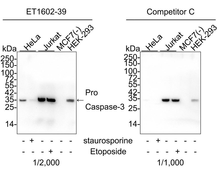 Farklı lizatlar üzerinde Caspase-3'ün Western blot analizi.  Proteinler bir PVDF membranına aktarıldı ve oda sıcaklığında 1 saat boyunca PBS içinde %5 BSA ile bloke edildi.  Birincil antikor (ET1602-39, 1/500), 2 saat boyunca oda sıcaklığında %5 BSA içinde kullanıldı.  Keçi Anti-Rabbit IgG - HRP Sekonder Antikoru (HA1001) 1:5,000 seyreltmede oda sıcaklığında 1 saat kullanıldı.  Pozitif kontrol: Şerit 1: Hela hücre lizatı Şerit 2: Jurkat hücre lizatı Şerit 2: 293 hücre lizatı