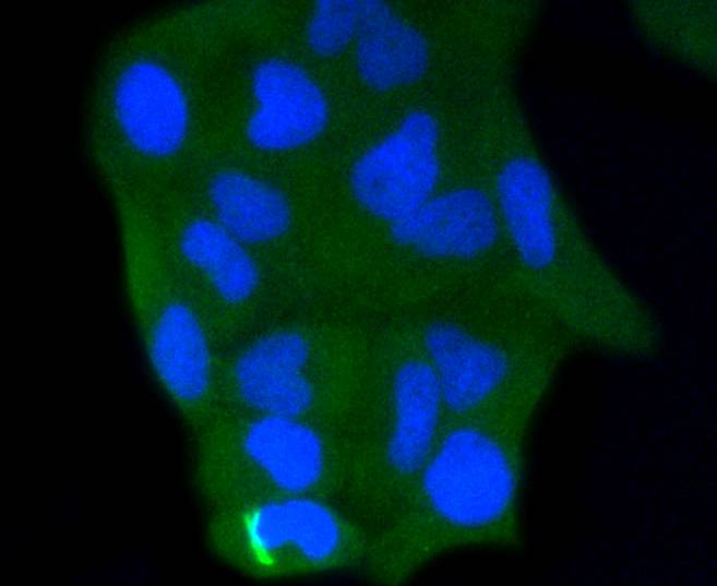 ICC staining of Caspase-3 in Hela cells (green). Formalin fixed cells were permeabilized with 0.1% Triton X-100 in TBS for 10 minutes at room temperature and blocked with 1% Blocker BSA for 15 minutes at room temperature. Cells were probed with the primary antibody (ET1602-39, 1/50) for 1 hour at room temperature, washed with PBS. Alexa Fluor®488 Goat anti-Rabbit IgG was used as the secondary antibody at 1/1,000 dilution. The nuclear counter stain is DAPI (blue).