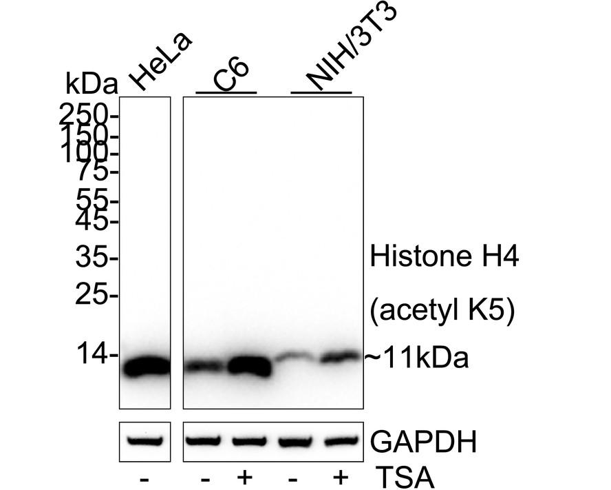 Farklı lizatlar üzerinde Histon H4(asetil K5)'in Western blot analizi.  Proteinler bir PVDF membranına aktarıldı ve oda sıcaklığında 1 saat boyunca PBS içinde %5 BSA ile bloke edildi.  Primer antikor (ET1602-40, 1/500), oda sıcaklığında 2 saat boyunca %5 BSA içinde kullanıldı.  Keçi Anti-Rabbit IgG - HRP Sekonder Antikoru (HA1001) 1:5,000 seyreltmede oda sıcaklığında 1 saat kullanıldı.  Pozitif kontrol: Şerit 1: CRC hücre lizatı Şerit 2: Hela hücre lizatı Şerit 3: SH-SY5Y hücre lizatı