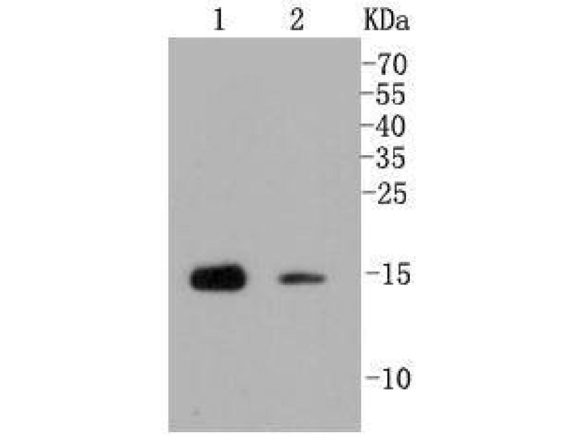Western blot analysis of Histone H3(mono+di+tri methyl K79) on different lysates. Proteins were transferred to a PVDF membrane and blocked with 5% BSA in PBS for 1 hour at room temperature. The primary antibody (ET1602-41, 1/500) was used in 5% BSA at room temperature for 2 hours. Goat Anti-Rabbit IgG - HRP Secondary Antibody (HA1001) at 1:5,000 dilution was used for 1 hour at room temperature.<br />
Positive control: <br />
Lane 1: mouse testis tissue lysate<br />
Lane 2: CRC cell lysate