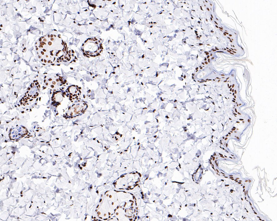 Immunohistochemical analysis of paraffin-embedded rat skin tissue with Rabbit anti-Histone H3 (mono+di+tri methyl K79) antibody (ET1602-41) at 1/1,000 dilution.<br />
<br />
The section was pre-treated using heat mediated antigen retrieval with sodium citrate buffer (pH 6.0) for 2 minutes. The tissues were blocked in 1% BSA for 20 minutes at room temperature, washed with ddH2O and PBS, and then probed with the primary antibody (ET1602-41) at 1/1,000 dilution for 1 hour at room temperature. The detection was performed using an HRP conjugated compact polymer system. DAB was used as the chromogen. Tissues were counterstained with hematoxylin and mounted with DPX.