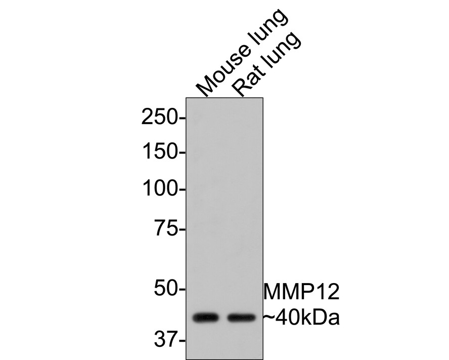 Western blot analysis of MMP12 on different lysates. Proteins were transferred to a PVDF membrane and blocked with 5% BSA in PBS for 1 hour at room temperature. The primary antibody (ET1602-42, 1/500) was used in 5% BSA at room temperature for 2 hours. Goat Anti-Rabbit IgG - HRP Secondary Antibody (HA1001) at 1:5,000 dilution was used for 1 hour at room temperature.
Positive control: 
Lane 1: A549 cell lysate
Lane 2: Hela cell lysate
Lane 3: MCF-7  cell lysate
Lane 4: THP-1 cell lysate