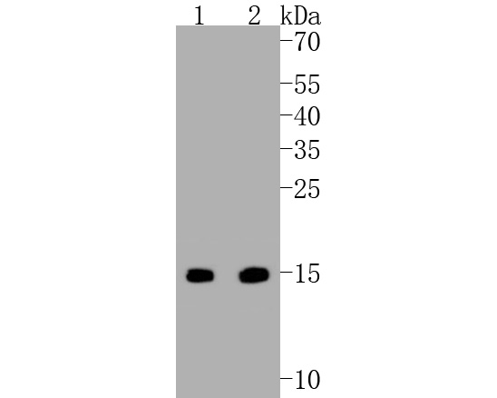 Western blot analysis of Survivin on different lysates. Proteins were transferred to a PVDF membrane and blocked with 5% BSA in PBS for 1 hour at room temperature. The primary antibody (ET1602-43, 1/500) was used in 5% BSA at room temperature for 2 hours. Goat Anti-Rabbit IgG - HRP Secondary Antibody (HA1001) at 1:5,000 dilution was used for 1 hour at room temperature.
Positive control: 
Lane 1: L929 cell lysate
Lane 2: F9 cell lysate