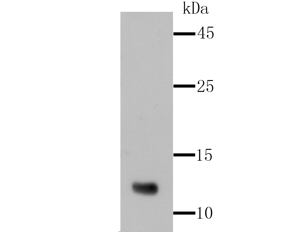 Western blot analysis of Firefly Luciferase   on luciferase recombinant protein lysate using anti-Firefly Luciferase antibody at 1/1,000 dilution.