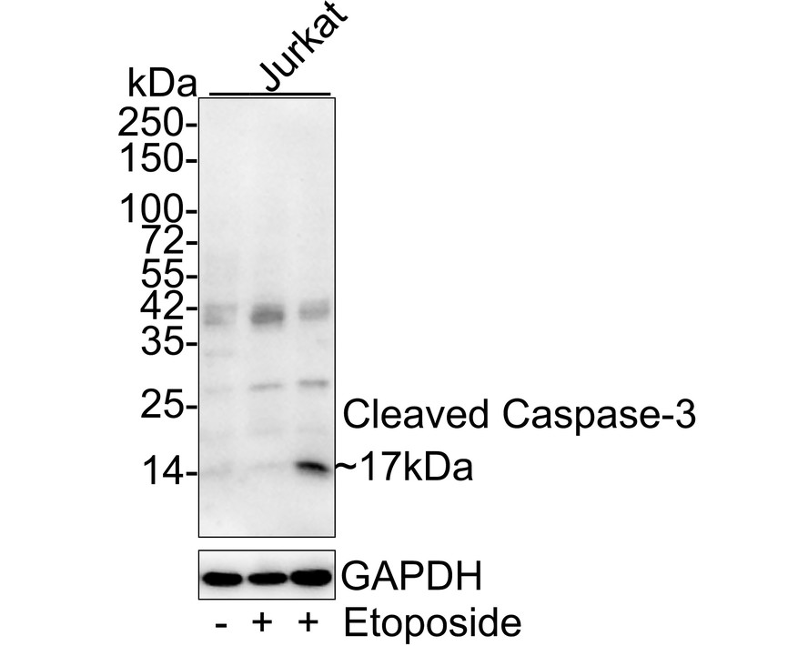 Aktif Kaspaz-3'ün farklı lizatlar üzerinde Western blot analizi.  Proteinler bir PVDF membranına aktarıldı ve oda sıcaklığında 1 saat boyunca PBS içinde %5 BSA ile bloke edildi.  Birincil antikor (ET1602-47, 1/1.000), 2 saat boyunca oda sıcaklığında %5 BSA içinde kullanıldı.  Keçi Anti-Rabbit IgG - HRP Sekonder Antikoru (HA1001) 1:5,000 seyreltmede oda sıcaklığında 1 saat kullanıldı.  Pozitif kontrol: Şerit 1: Kamptotesin (2 uM) ile muamele edilmiş Jurkat hücre lizatı Şerit 2: Muamele edilmemiş Jurkat hücre lizatı