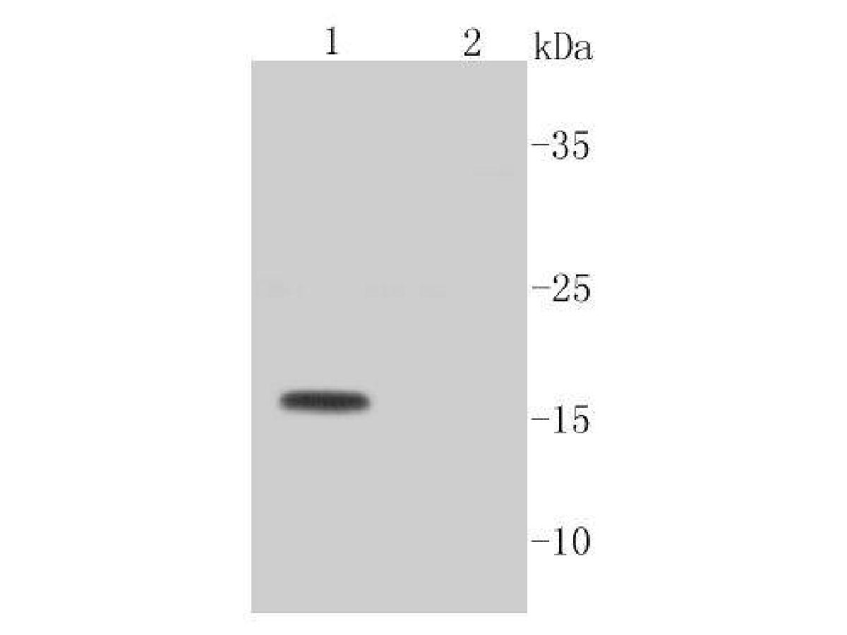Western blot analysis of Active Caspase-3 on different lysates. Proteins were transferred to a PVDF membrane and blocked with 5% BSA in PBS for 1 hour at room temperature. The primary antibody (ET1602-47, 1/1,000) was used in 5% BSA at room temperature for 2 hours. Goat Anti-Rabbit IgG - HRP Secondary Antibody (HA1001) at 1:5,000 dilution was used for 1 hour at room temperature.<br />
Positive control: <br />
Lane 1: Camptothecin (2 μM) treated Jurkat cell lysate<br />
Lane 2: Untreated Jurkat cell lysate