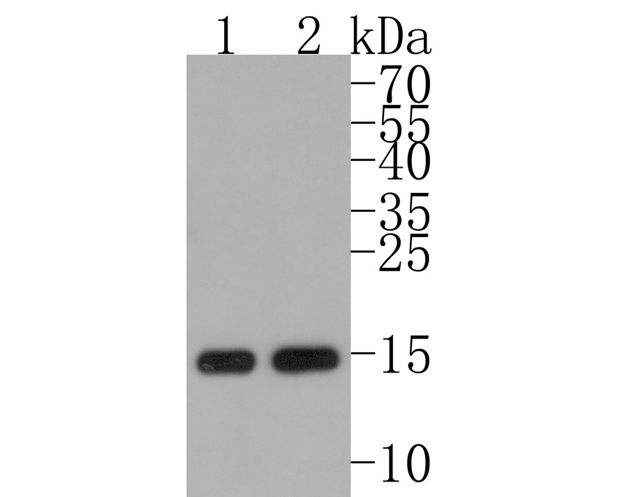 1/1.000 seyreltmede anti-Histon H3(mono metil K36) antikoru kullanılarak farklı lizatlar üzerinde Histon H3(mono metil K36) Western blot analizi.  Pozitif kontrol: Şerit 1: Hela Şerit 2: NIH/3T3