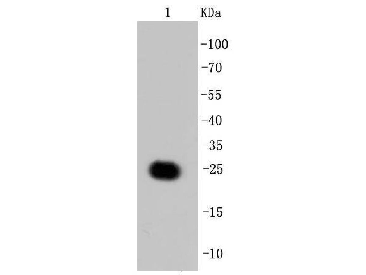 1/5.000 seyreltmede anti-GFP antikoru kullanılarak rekombinant GFP proteini üzerinde GFP'nin Western blot analizi.