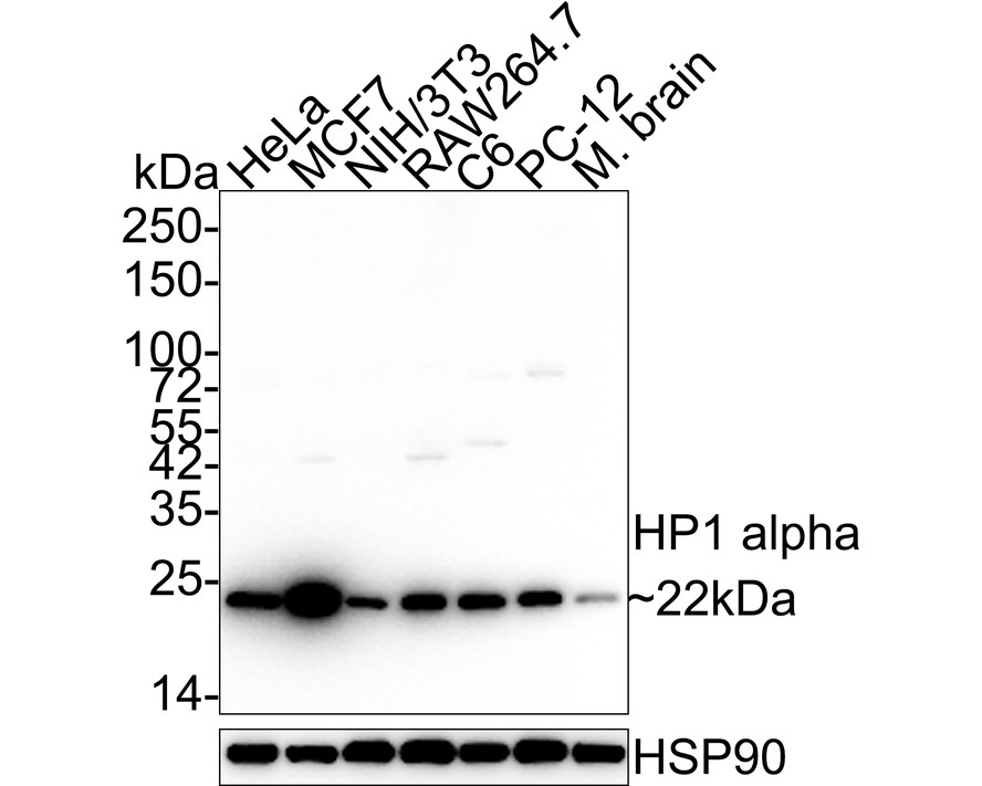 Western blot analysis of HP1 alpha on different lysates with Rabbit anti-HP1 alpha antibody (ET1602-8) at 1/1,000 dilution.<br />
<br />
Lane 1: HeLa cell lysate (10 µg/Lane)<br />
Lane 2: MCF7 cell lysate (10 µg/Lane)<br />
Lane 3: NIH/3T3 cell lysate (10 µg/Lane)<br />
Lane 4: RAW264.7 cell lysate (10 µg/Lane)<br />
Lane 5: C6 cell lysate (10 µg/Lane)<br />
Lane 6: PC-12 cell lysate (10 µg/Lane)<br />
Lane 7: Mouse brain tissue lysate (20 µg/Lane)<br />
<br />
Predicted band size: 22 kDa<br />
Observed band size: 22 kDa<br />
<br />
Exposure time: 24 seconds;<br />
<br />
4-20% SDS-PAGE gel.<br />
<br />
Proteins were transferred to a PVDF membrane and blocked with 5% NFDM/TBST for 1 hour at room temperature. The primary antibody (ET1602-8) at 1/1,000 dilution was used in 5% NFDM/TBST at 4℃ overnight. Goat Anti-Rabbit IgG - HRP Secondary Antibody (HA1001) at 1/50,000 dilution was used for 1 hour at room temperature.