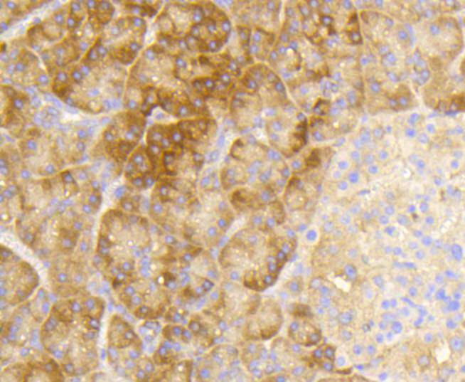 Immunohistochemical analysis of paraffin-embedded human pancreas tissue using anti-Phospho-EIF2S1 (S51) antibody. The section was pre-treated using heat mediated antigen retrieval with Tris-EDTA buffer (pH 8.0-8.4) for 20 minutes.The tissues were blocked in 5% BSA for 30 minutes at room temperature, washed with ddH2O and PBS, and then probed with the primary antibody (ET1603-14, 1/50) for 30 minutes at room temperature. The detection was performed using an HRP conjugated compact polymer system. DAB was used as the chromogen. Tissues were counterstained with hematoxylin and mounted with DPX.