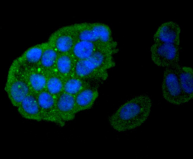 ICC staining of Caspase-8 in MCF-7 cells (green). Formalin fixed cells were permeabilized with 0.1% Triton X-100 in TBS for 10 minutes at room temperature and blocked with 1% Blocker BSA for 15 minutes at room temperature. Cells were probed with the primary antibody (ET1603-16, 1/50) for 1 hour at room temperature, washed with PBS. Alexa Fluor®488 Goat anti-Rabbit IgG was used as the secondary antibody at 1/1,000 dilution. The nuclear counter stain is DAPI (blue).