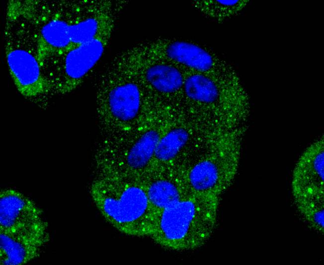 ICC staining of MEK1 in Hela cells (green). Formalin fixed cells were permeabilized with 0.1% Triton X-100 in TBS for 10 minutes at room temperature and blocked with 1% Blocker BSA for 15 minutes at room temperature. Cells were probed with the primary antibody (ET1603-20, 1/50) for 1 hour at room temperature, washed with PBS. Alexa Fluor®488 Goat anti-Rabbit IgG was used as the secondary antibody at 1/1,000 dilution. The nuclear counter stain is DAPI (blue).