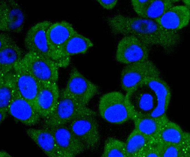 ICC staining of MEK1 in MCF-7 cells (green). Formalin fixed cells were permeabilized with 0.1% Triton X-100 in TBS for 10 minutes at room temperature and blocked with 1% Blocker BSA for 15 minutes at room temperature. Cells were probed with the primary antibody (ET1603-20, 1/50) for 1 hour at room temperature, washed with PBS. Alexa Fluor®488 Goat anti-Rabbit IgG was used as the secondary antibody at 1/1,000 dilution. The nuclear counter stain is DAPI (blue).