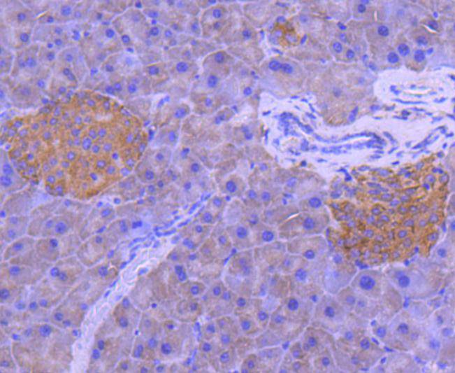 Immunohistochemical analysis of paraffin-embedded mouse pancreas tissue using anti-MEK1 antibody. The section was pre-treated using heat mediated antigen retrieval with Tris-EDTA buffer (pH 8.0-8.4) for 20 minutes.The tissues were blocked in 5% BSA for 30 minutes at room temperature, washed with ddH2O and PBS, and then probed with the primary antibody (ET1603-20, 1/50) for 30 minutes at room temperature. The detection was performed using an HRP conjugated compact polymer system. DAB was used as the chromogen. Tissues were counterstained with hematoxylin and mounted with DPX.