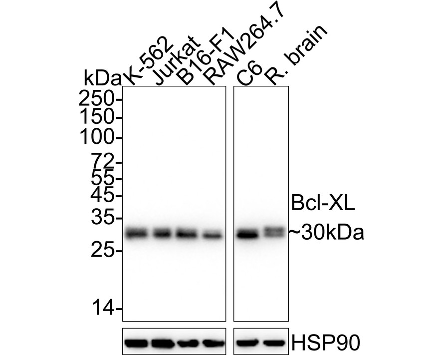 Western blot analysis of Bcl-XL on Jurkat cell lysates. Proteins were transferred to a PVDF membrane and blocked with 5% BSA in PBS for 1 hour at room temperature. The primary antibody (ET1603-28, 1/500) was used in 5% BSA at room temperature for 2 hours. Goat Anti-Rabbit IgG - HRP Secondary Antibody (HA1001) at 1:5,000 dilution was used for 1 hour at room temperature.