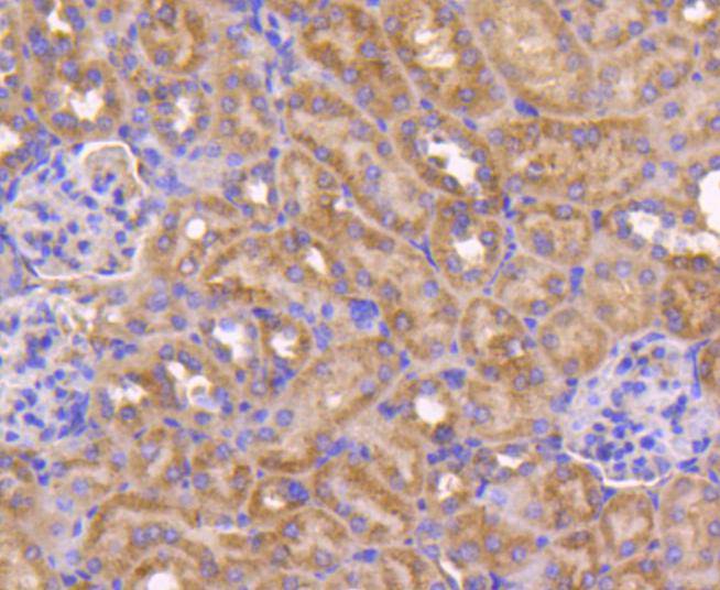 Immunohistochemical analysis of paraffin-embedded mouse kidney tissue using anti-Bax antibody. The section was pre-treated using heat mediated antigen retrieval with Tris-EDTA buffer (pH 8.0-8.4) for 20 minutes.The tissues were blocked in 5% BSA for 30 minutes at room temperature, washed with ddH2O and PBS, and then probed with the primary antibody (ET1603-34, 1/50) for 30 minutes at room temperature. The detection was performed using an HRP conjugated compact polymer system. DAB was used as the chromogen. Tissues were counterstained with hematoxylin and mounted with DPX.