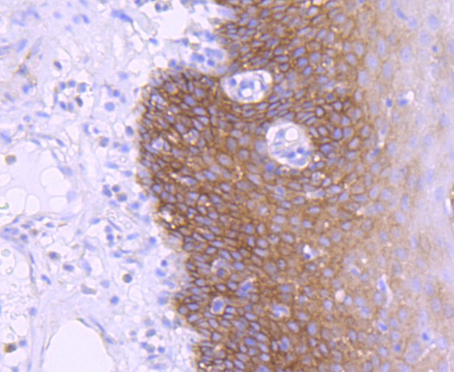 Immunohistochemical analysis of paraffin-embedded mouse liver tissue using anti-EGFR antibody. The section was pre-treated using heat mediated antigen retrieval with Tris-EDTA buffer (pH 9.0) for 20 minutes.The tissues were blocked in 1% BSA for 30 minutes at room temperature, washed with ddH2O and PBS, and then probed with the primary antibody (ET1603-37, 1/50) for 30 minutes at room temperature. The detection was performed using an HRP conjugated compact polymer system. DAB was used as the chromogen. Tissues were counterstained with hematoxylin and mounted with DPX.