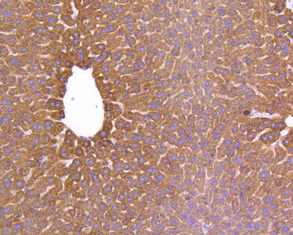 Immunohistochemical analysis of paraffin-embedded mouse heart tissue using anti-AIF antibody. The section was pre-treated using heat mediated antigen retrieval with Tris-EDTA buffer (pH 8.0-8.4) for 20 minutes.The tissues were blocked in 5% BSA for 30 minutes at room temperature, washed with ddH2O and PBS, and then probed with the primary antibody (ET1603-4, 1/50) for 30 minutes at room temperature. The detection was performed using an HRP conjugated compact polymer system. DAB was used as the chromogen. Tissues were counterstained with hematoxylin and mounted with DPX.