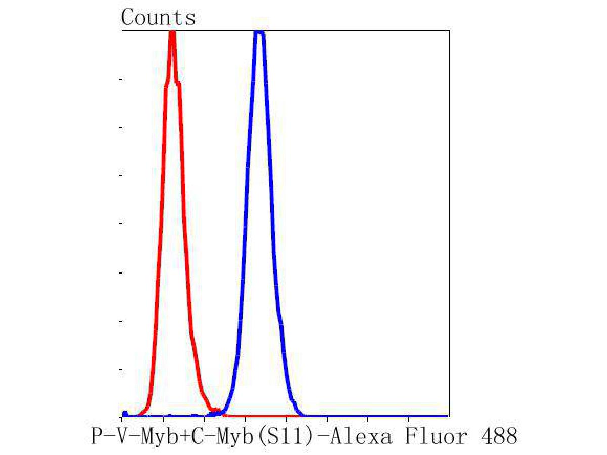 Flow cytometric analysis of P-V-Myb+C-Myb(S11) was done on MCF-7 cells. The cells were fixed, permeabilized and stained with the primary antibody (ET1603-41, 1/50) (blue). After incubation of the primary antibody at room temperature for an hour, the cells were stained with a Alexa Fluor 488-conjugated Goat anti-Rabbit IgG Secondary antibody at 1/1000 dilution for 30 minutes.Unlabelled sample was used as a control (cells without incubation with primary antibody; red).