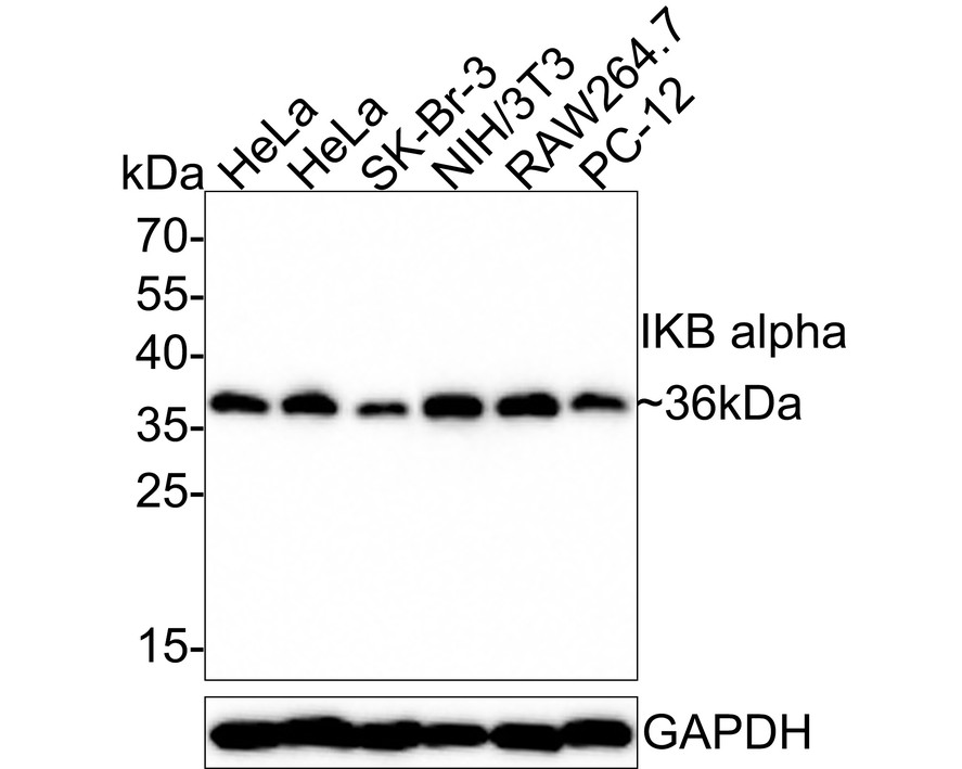 Western blot analysis of IKB alpha on different lysates. Proteins were transferred to a PVDF membrane and blocked with 5% BSA in PBS for 1 hour at room temperature. The primary antibody (ET1603-6, 1/500) was used in 5% BSA at room temperature for 2 hours. Goat Anti-Rabbit IgG - HRP Secondary Antibody (HA1001) at 1:200,000 dilution was used for 1 hour at room temperature.<br />
Positive control: <br />
Lane 1: NIH/3T3 cell lysate<br />
Lane 2: PC-12 cell lysate<br />
Lane 3: Hela cell lysate