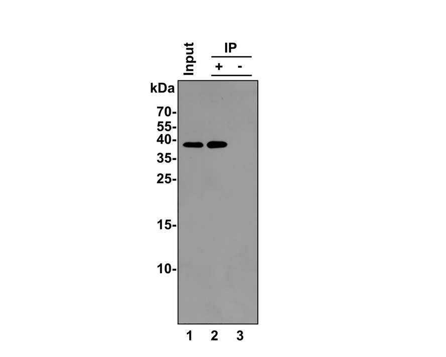 IKB alpha was immunoprecipitated from 0.5 mg Hela whole cell lysates with ET1603-6 at 2 μg/mL. Western blot was performed from the immunoprecipitate using ET1603-6 at 1/500 dilution for 45 minutes at room temperature. Goat anti-Rabbit IgG-HRP Secondary Antibody (HA1001) was used at 1:300,000 dilution for 30 minutes at room temperature.<br />
<br />
Lane 1: Hela whole cell lysates at 10 μg;<br />
Lane 2: IKB alpha (ET1603-6) IP in Hela whole cell lysates;<br />
Lane 3: Rabbit IgG instead of IKB alpha (ET1603-6) in Hela whole cell lysates.<br />
<br />
Predicted band size: 36 kDa<br />
Observed band size: 36 kDa<br />
<br />
Exposure time: 1 minute;<br />
<br />
12% SDS-PAGE gel.