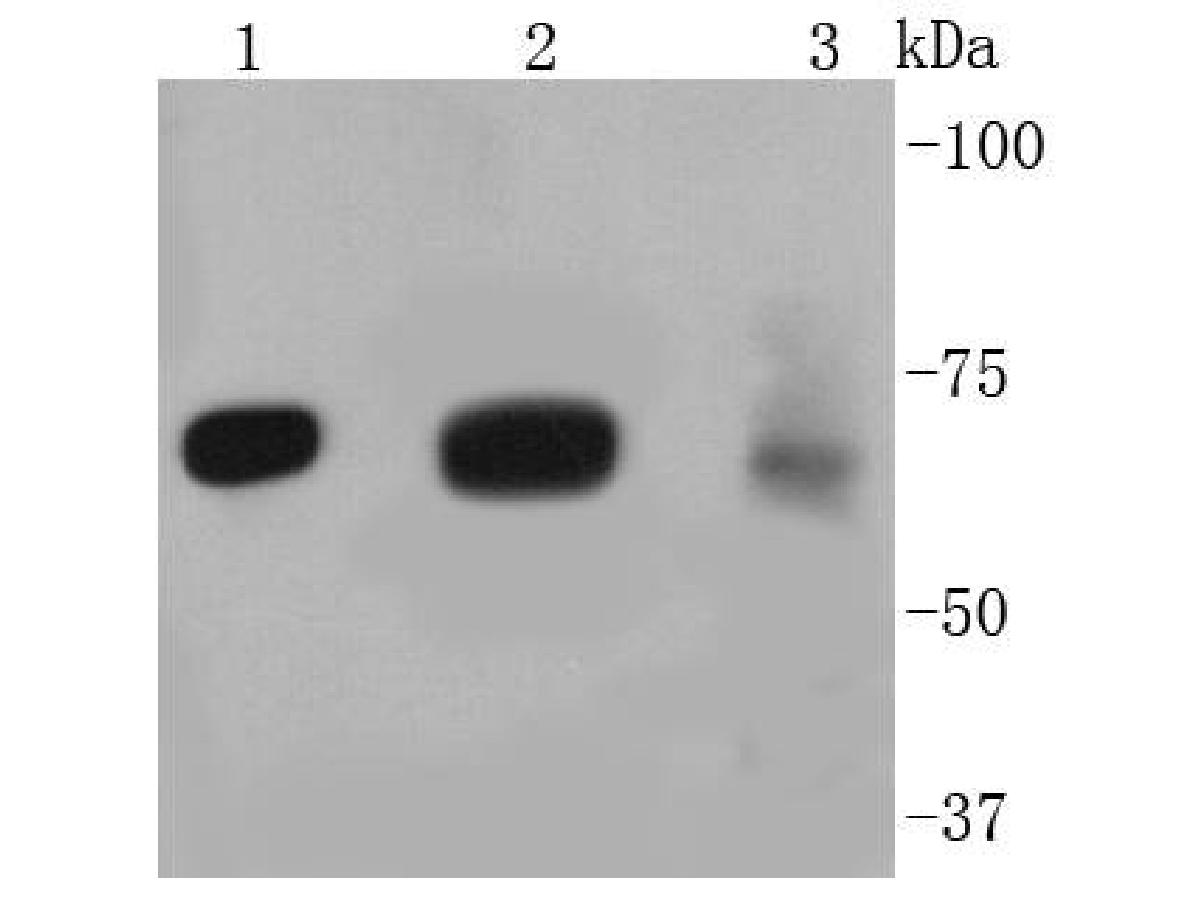 Western blot analysis of FOXO3A on different lysates with Rabbit anti-FOXO3A antibody (ET1604-11) at 1/1,000 dilution. <br />
<br />
Lane 1: NIH/3T3 cell lysate          <br />
Lane 2: PC-12 cell lysate<br />
Lane 3: MCF-7 cell lysate<br />
<br />
Lysates/proteins at 10 µg/Lane. <br />
<br />
Proteins were transferred to a PVDF membrane and blocked with 5% NFDM/TBST for 1 hour at room temperature. The primary antibody (ET1604-11) at 1/1,000 dilution was used in 5% NFDM/TBST at room temperature for 2 hours. Goat Anti-Rabbit IgG - HRP Secondary Antibody (HA1001) at 1:300,000 dilution was used for 1 hour at room temperature.