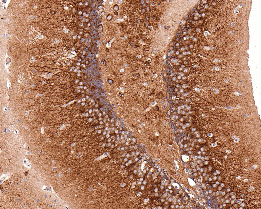 Immunohistochemical analysis of paraffin-embedded mouse kidney tissue using anti-VEGF antibody. The section was pre-treated using heat mediated antigen retrieval with Tris-EDTA buffer (pH 8.0-8.4) for 20 minutes.The tissues were blocked in 5% BSA for 30 minutes at room temperature, washed with ddH2O and PBS, and then probed with the primary antibody (ET1604-28, 1/50) for 30 minutes at room temperature. The detection was performed using an HRP conjugated compact polymer system. DAB was used as the chromogen. Tissues were counterstained with hematoxylin and mounted with DPX.
