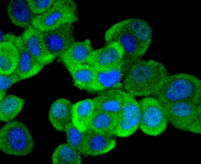 ICC staining of ERK1 in MCF-7 cells (green). Formalin fixed cells were permeabilized with 0.1% Triton X-100 in TBS for 10 minutes at room temperature and blocked with 10% negative goat serum for 15 minutes at room temperature. Cells were probed with the primary antibody (ET1604-32, 1/50) for 1 hour at room temperature, washed with PBS. Alexa Fluor®488 conjugate-Goat anti-Rabbit IgG was used as the secondary antibody at 1/1,000 dilution. The nuclear counter stain is DAPI (blue).